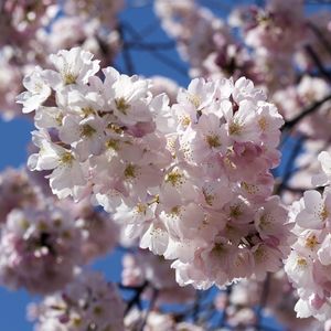 Preview wallpaper flowering, branches, sky, spring, close-up