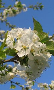 Preview wallpaper flowering, branches, sky, spring, mood