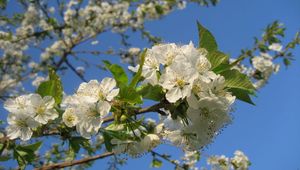 Preview wallpaper flowering, branches, sky, spring, mood