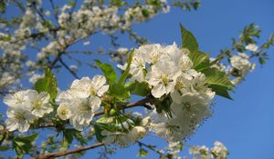 Preview wallpaper flowering, branches, sky, spring, mood