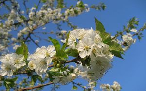 Preview wallpaper flowering, branches, sky, spring, mood