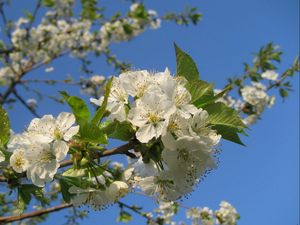 Preview wallpaper flowering, branches, sky, spring, mood