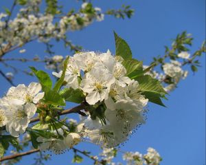 Preview wallpaper flowering, branches, sky, spring, mood