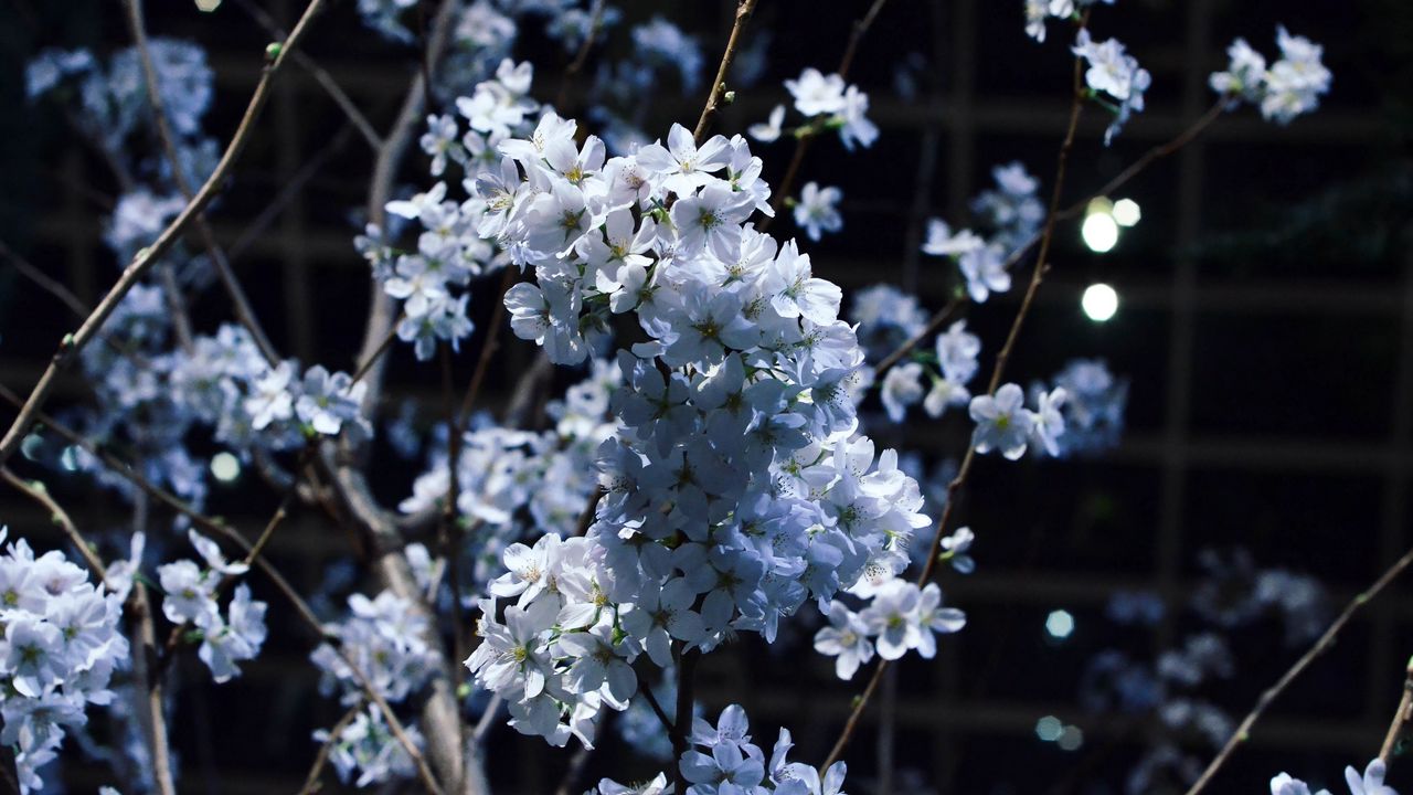 Wallpaper flowering, branches, spring