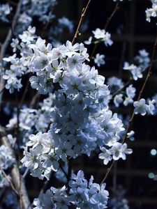 Preview wallpaper flowering, branches, spring