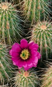 Preview wallpaper flowering, cactus, needles, thorns