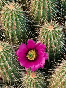 Preview wallpaper flowering, cactus, needles, thorns