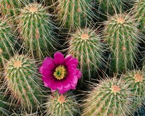 Preview wallpaper flowering, cactus, needles, thorns