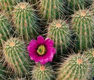Preview wallpaper flowering, cactus, needles, thorns