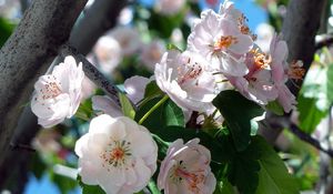 Preview wallpaper flowering, cherry, tree, branch