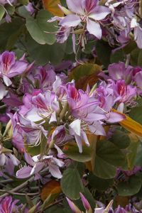 Preview wallpaper flowering, flowers, branches, bushes, leaves