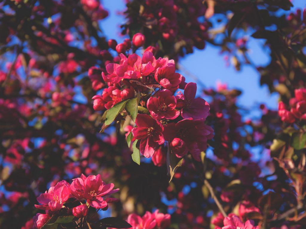 1024x768 Wallpaper flowering, flowers, tree, branches, pink