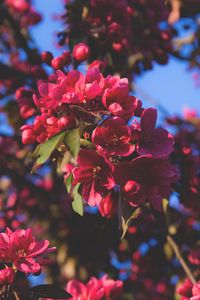 Preview wallpaper flowering, flowers, tree, branches, pink