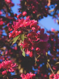 Preview wallpaper flowering, flowers, tree, branches, pink