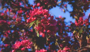 Preview wallpaper flowering, flowers, tree, branches, pink