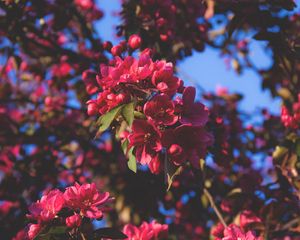 Preview wallpaper flowering, flowers, tree, branches, pink