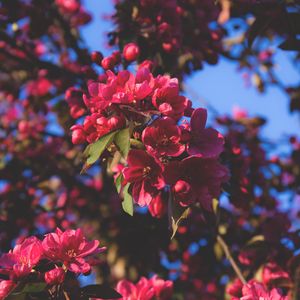 Preview wallpaper flowering, flowers, tree, branches, pink