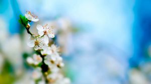 Preview wallpaper flowering, plant, blurring