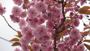 Preview wallpaper flowering, plant, pink, branch