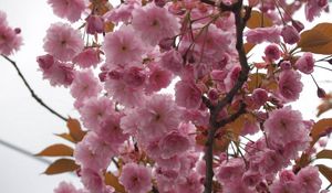 Preview wallpaper flowering, plant, pink, branch