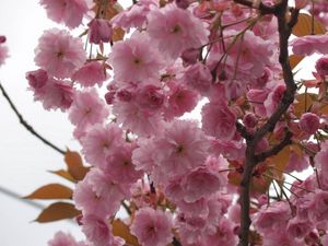 Preview wallpaper flowering, plant, pink, branch