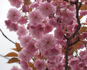 Preview wallpaper flowering, plant, pink, branch