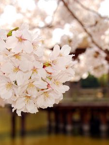 Preview wallpaper flowering, plant, white, soft, wood