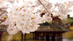 Preview wallpaper flowering, plant, white, soft, wood