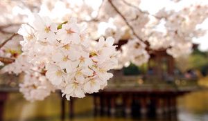 Preview wallpaper flowering, plant, white, soft, wood