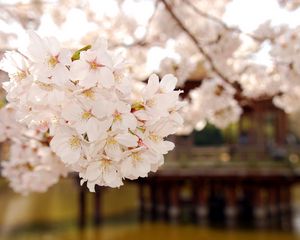 Preview wallpaper flowering, plant, white, soft, wood