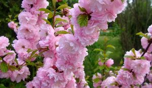 Preview wallpaper flowering, shrub, leaves, spring, mood