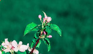 Preview wallpaper flowering, spring, branch