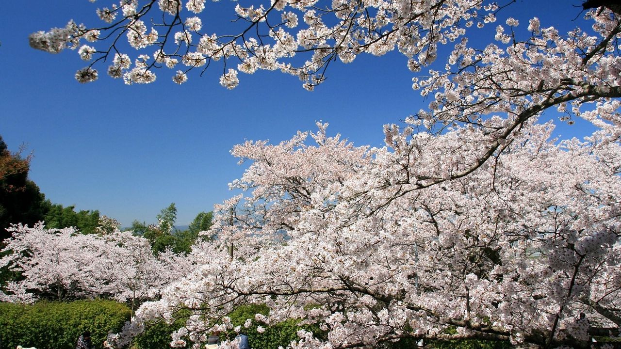 Wallpaper flowering, spring, branch, sky, cherry