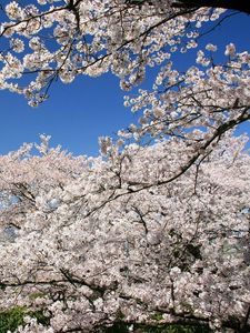 Preview wallpaper flowering, spring, branch, sky, cherry