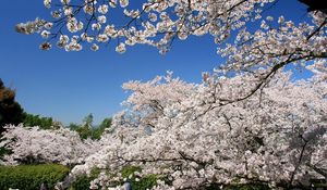 Preview wallpaper flowering, spring, branch, sky, cherry