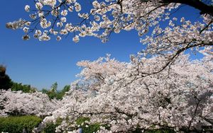 Preview wallpaper flowering, spring, branch, sky, cherry