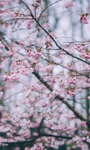 Preview wallpaper flowering, spring, branches, flowers