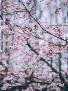 Preview wallpaper flowering, spring, branches, flowers