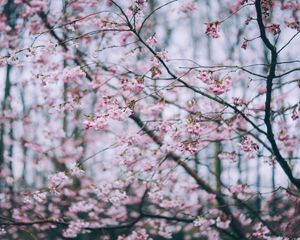 Preview wallpaper flowering, spring, branches, flowers