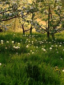 Preview wallpaper flowering, spring, dandelions, grass, trees