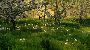 Preview wallpaper flowering, spring, dandelions, grass, trees