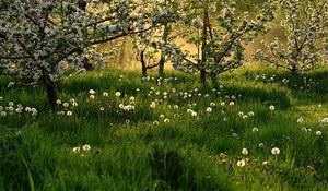 Preview wallpaper flowering, spring, dandelions, grass, trees