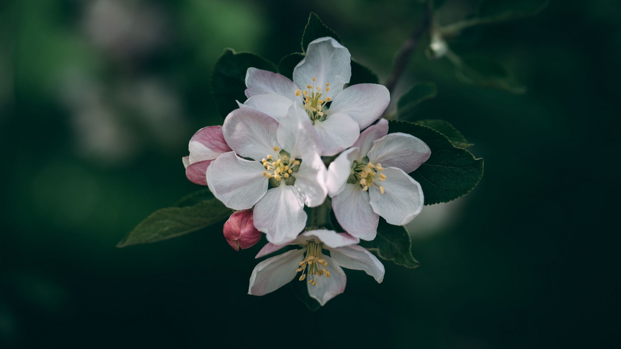 2048x1152 Wallpaper flowering, spring, flowers, branch, blur