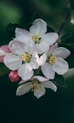 240x400 Wallpaper flowering, spring, flowers, branch, blur