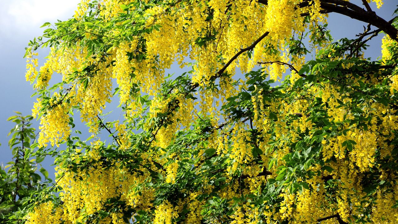Wallpaper flowering, spring, krone, yellow, cloud