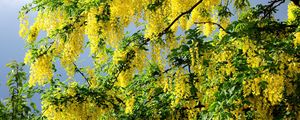 Preview wallpaper flowering, spring, krone, yellow, cloud