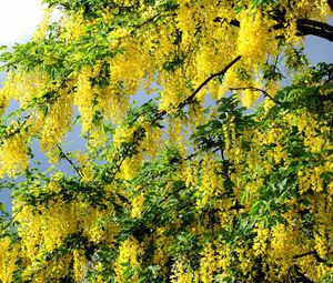 Preview wallpaper flowering, spring, krone, yellow, cloud