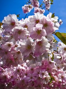 Preview wallpaper flowering, spring, sky, branches, leaves, mood