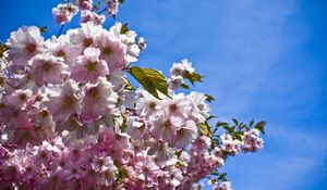 Preview wallpaper flowering, spring, sky, branches, leaves, mood