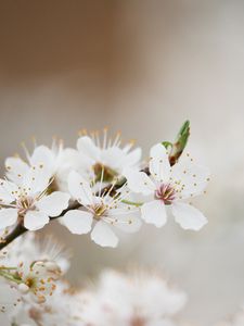 Preview wallpaper flowering, spring, tree